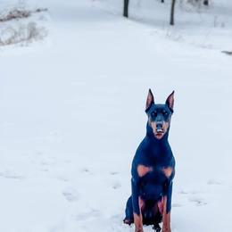 Doberman Pinscher Puppies from Cumplido Dobermans