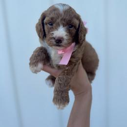 Maybell - Red female Cavapoo puppy in Ville Platte, Louisiana from The Barkery