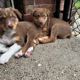 Boy 1  Turquoise Collar - Red tri-color male Australian Shepherd puppy in Washington from LIT Australian Shepherds