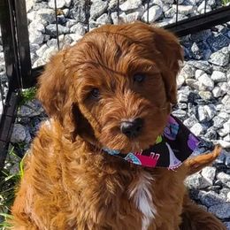 Aussiedoodle and Goldendoodle All Grown Up from Hunting Creek Kennels