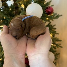 Blue - Red  male Goldendoodle puppy in Meridian, Idaho from Goldendoodle of Idaho