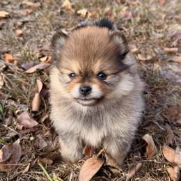 Maple - Red sable female Pomeranian puppy in Raymondville, Missouri from Pampered Pomskies