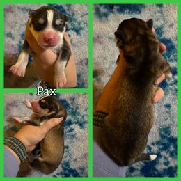Pax - Sable and white male Siberian Husky puppy in Parma, Ohio from Sirius Siberian Huskies