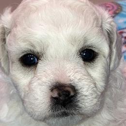 Puppy - White male Bichon Frise puppy in Greenville, South Carolina from Almaza Bichons