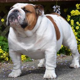 Bulldogs from Boudica’s Bulldogs
