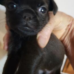 Ringo - Black male Brussels Griffon puppy in Nc, Florida from Brusseluv2