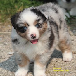 Skye - Blue merle female Miniature American Shepherd puppy in Hillsdale, Michigan from Faithwalk Aussies and Mini American Shepherds