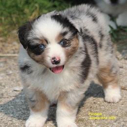 Skye - Blue merle female Miniature American Shepherd puppy in Hillsdale, Michigan from Faithwalk Aussies and Mini American Shepherds