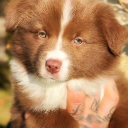 Assam - Red & white male Miniature American Shepherd puppy in Battle Ground, Washington from Casita Miniature American Shepherds