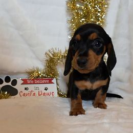 Louis - Black and tan male Dachshund puppy in Woodburn, Iowa from Rolling S Ranch Doxies