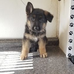 Gizmo - Black and red male German Shepherd puppy in Whitewater, California from Vom Haus Metzler Shepherds