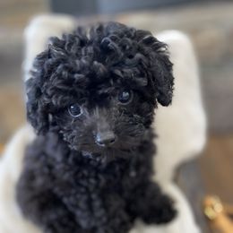 Magnolia - Black Cavapoo puppy in Clinton, Arkansas from Holly Mountain Puppies