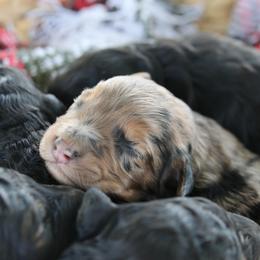 Bentley - Merle male Goldendoodle puppy in Hobbs, New Mexico from Goldie Locks Golden Retrievers & Doodles