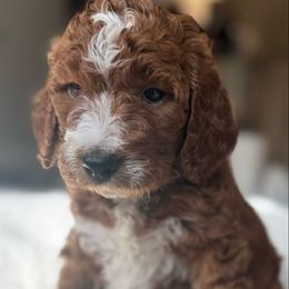 Yellow - Red  female Goldendoodle puppy in Spring, Texas from The Doodle Den