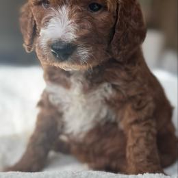 Yellow - Red  female Goldendoodle puppy in Spring, Texas from The Doodle Den