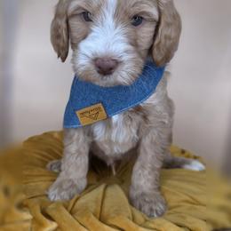 Cedar - Apricot male Goldendoodle puppy in Decatur, Tennessee from Diamond's Doodles