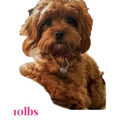 Remmi - Cavapoo
