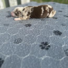 Bam Bam - Red merle male Australian Shepherd puppy in Laotto, Indiana from Circle B working Aussies