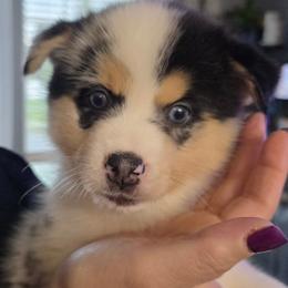 Kahlua - Merle male Pomsky puppy in Spokane, Washington from CJ White's Poms and Pomskies