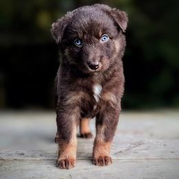 Drift - Red tri-color male Australian Shepherd puppy in Pomeroy, Ohio from HJ's Aussies