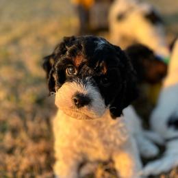 Neptune - Black white and tan male Cockapoo puppy in Pledger, Texas from Sugarbear Cockapoos