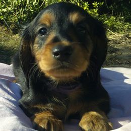 Adele - Black and tan female Dachshund puppy in Summerfield, Florida from D & B Ranchette