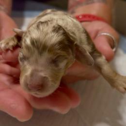 PETER - Dapple male Dachshund puppy in Vero Beach, Florida from Joseph’s Dachshunds