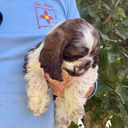 Brown sable and white parti - Sable and white male Cocker Spaniel puppy in Oregon from Doc's Cockers