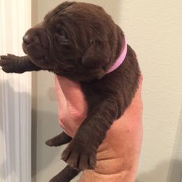 Pink collar - Chocolate female Dilute Retriever puppy in Louisiana from Legendary Lab Retrievers