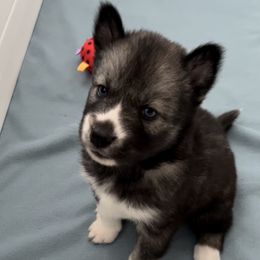 Siberian Husky Puppies from OAZS Pups