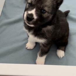Siberian Husky Puppies from OAZS Pups