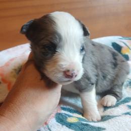 Blue - Blue merle male Miniature Australian Shepherd puppy in Penn Valley, California from Ghostfire Mini Aussies
