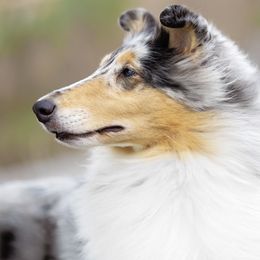 Collies from Fianna Collies