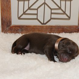 Girl 6 - Labrador Retriever puppy in Elk River, Minnesota from Stueber Labradors
