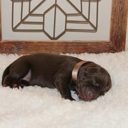 Girl 6 - Labrador Retriever puppy in Elk River, Minnesota from Stueber Labradors