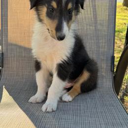 Sparky - Blue merle male Collie puppy in Yukon, Oklahoma from ColliesOklahoma