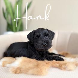 Hank AKC - Black male Miniature Schnauzer puppy in Victorville, California from West Coast Royal Miniature Schnauzer
