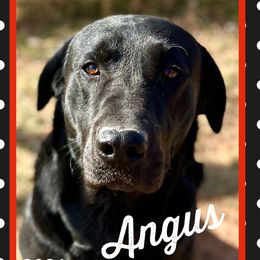 Angus - Labrador Retriever