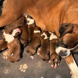 Girl 5 - Fawn female Boxer puppy in White Hall, Maryland from Beaut Boxers