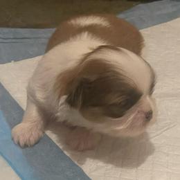 Boy 1 - Red and white male Shih Tzu puppy in Troy, Texas from Smith Shih Tzu