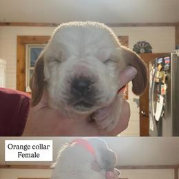 Orange collar - Red and white female Basset Hound puppy in Kenansville, Florida from Fancy Hounds