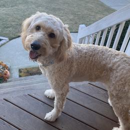 Denali - Labradoodle