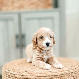 Branch - Red  male Goldendoodle puppy in Punta Gorda, Florida from Transformation Acres Goldendoodle