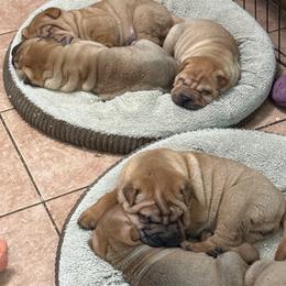 Girl 1 - Red fawn female Chinese Shar-Pei puppy in Fairfield, Texas from Majesty SharPei