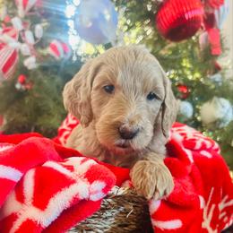 Girl 2 - Apricot female Goldendoodle puppy in San Diego, California from Southside Doodles