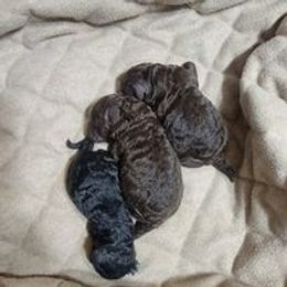 Poodle puppies from Regatta Kennels