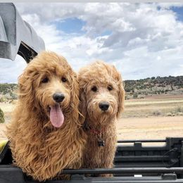 Bernedoodle, Goldendoodle, and Aussiedoodle All Grown Up from Arizona Goldendoodles