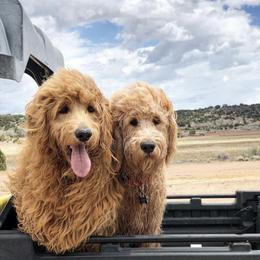 Bernedoodle, Goldendoodle, and Aussiedoodle All Grown Up from Arizona Goldendoodles