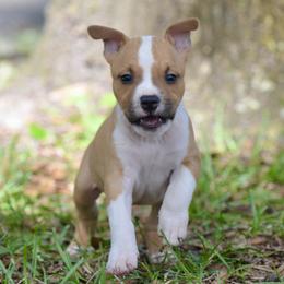 Boy 2 - Red male American Staffordshire Terrier puppy in St. Augustine, Florida from LBK & Ancient City