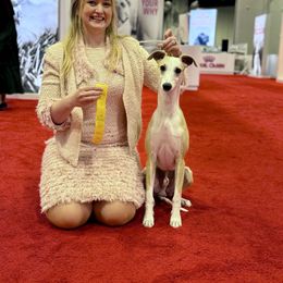 Whippet puppies from Rosmoor Whippets